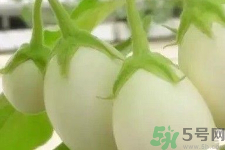 蛋樹是什么？蛋樹可以吃嗎？