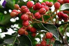 花椒可以治療打鼾嗎？花椒的好處有哪些？