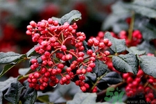 花椒可以治療打鼾嗎？花椒的好處有哪些？