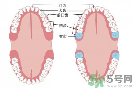 多少歲開始長智齒？智慧牙長到多少歲？
