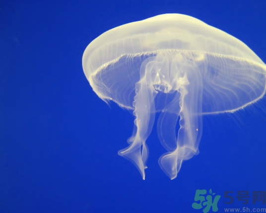 海蜇是水母嗎？海蜇和水母的區(qū)別