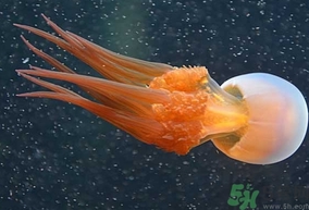 海蜇是發(fā)物嗎？手術(shù)后可以吃海蜇嗎？