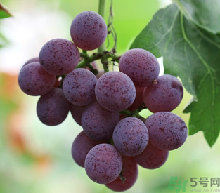 拉肚子能吃葡萄嗎？拉肚子吃什么食物好？