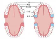 智齒橫著長(zhǎng)怎么辦？智齒橫著長(zhǎng)一定要拔了嗎？