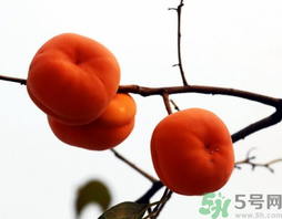 吃柿子會胖嗎？柿子吃多了會胖嗎？
