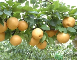 吃豐水梨的好處？豐水梨好吃嗎？