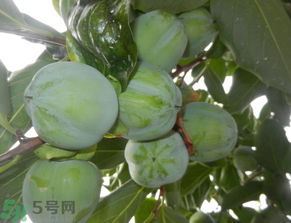 孕婦可以吃青柿子嗎？青柿子孕婦可以吃嗎？