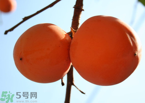 為何叫懶柿子？懶柿子的營(yíng)養(yǎng)價(jià)值？