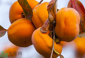 為何叫懶柿子？懶柿子的營(yíng)養(yǎng)價(jià)值？