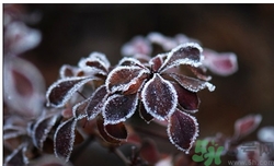 霜降為什么要吃柿子？霜降吃柿子有什么好處？