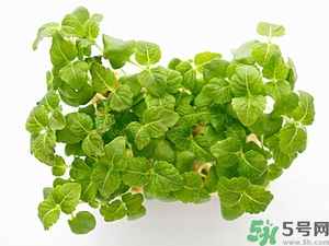 紫蘇葉是什么東西？紫蘇葉的功效與作用及禁忌