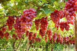 葡萄酒怎么做？葡萄酒什么時(shí)候喝最好？