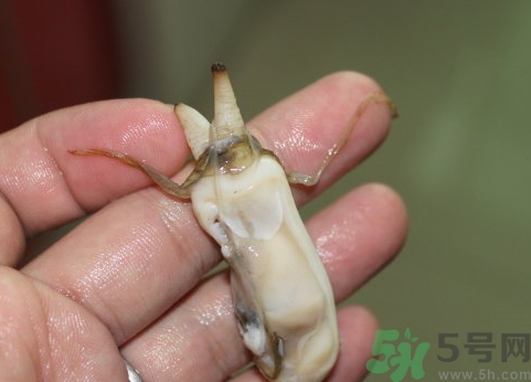 蟶子肚子里黑的能吃嗎？蟶子肚子里黑的是什么？