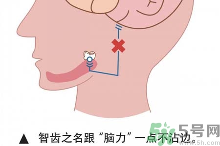 智齒拔完后有個洞怎么辦？拔智齒后有個洞多久能長好？