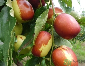 冬棗是轉(zhuǎn)基因食品嗎？冬棗是哪里的特產(chǎn)？