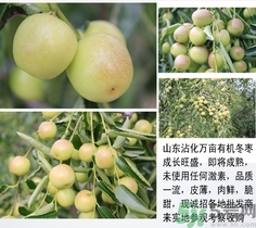 冬棗是青棗嗎？冬棗和青棗的區(qū)別
