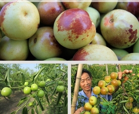 柿子和冬棗能一起吃嗎？冬棗和柿子能不能一起吃？