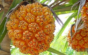 山菠蘿怎么吃？山菠蘿的功效與作用