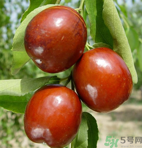 新鮮紅棗怎么保存？鮮棗的保存方法