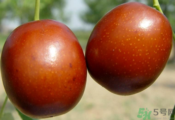 新鮮紅棗補(bǔ)血嗎？吃新鮮紅棗補(bǔ)血嗎？