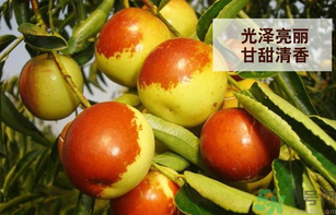 新鮮大棗孕婦可以吃嗎？孕婦可以吃新鮮大棗嗎