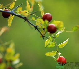 酸棗什么時(shí)候成熟？酸棗什么時(shí)候上市？