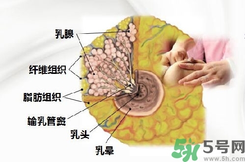 乳汁是怎樣形成的？怎樣才能讓乳汁更多？