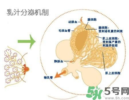 乳汁是怎樣形成的？怎樣才能讓乳汁更多？