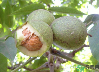 新鮮核桃吃多了會(huì)怎么樣？新鮮核桃吃多了會(huì)上火嗎？