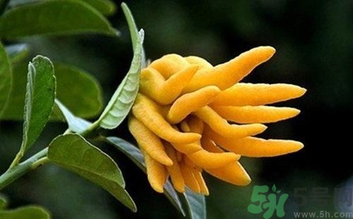 佛手果孕婦可以吃嗎？佛手果的功效與作用