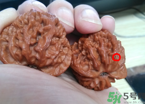 核桃長蟲了還能吃嗎？核桃長蟲子怎么處理？