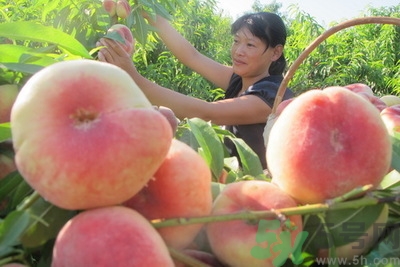 蟠桃孕婦可以吃嗎？蟠桃和水蜜桃的區(qū)別