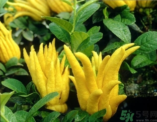 佛手果孕婦可以吃嗎？佛手果的功效與作用