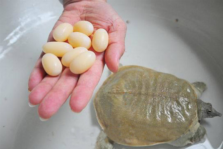 小孩能吃甲魚嗎？小孩能吃甲魚蛋嗎？