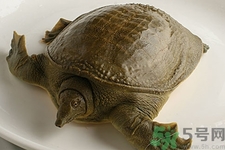 被甲魚咬了要打破傷風嗎？被甲魚咬了怎么辦？