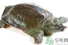 甲魚怎么殺？甲魚怎么處理？