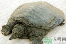 喝甲魚血能治陽痿嗎？甲魚血能喝嗎？