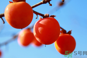 柿子一天最多吃幾個(gè)？柿子一次能吃幾個(gè)？