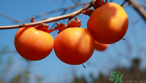 柿子一天最多吃幾個(gè)？柿子一次能吃幾個(gè)？