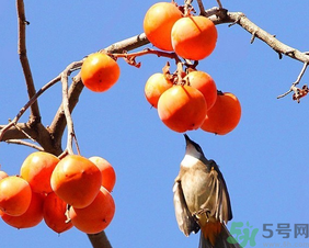 柿子一天最多吃幾個(gè)？柿子一次能吃幾個(gè)？