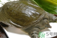 甲魚(yú)怎么吃最有營(yíng)養(yǎng)？甲魚(yú)怎么吃最補(bǔ)身體？