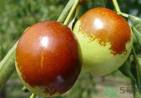 鮮棗怎么蒸？鮮棗蒸多長(zhǎng)時(shí)間？