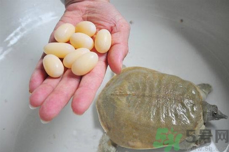 甲魚蛋怎么保存？甲魚蛋可以放冰箱嗎？