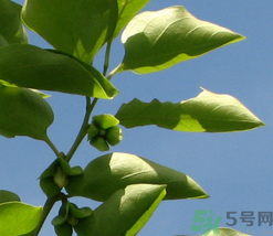 柿子葉怎么去斑？柿子葉祛斑偏方