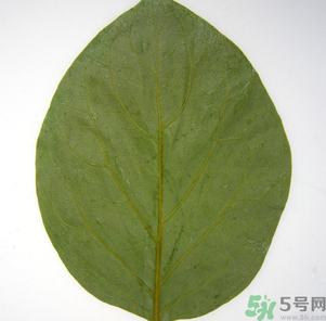 柿子葉能治糖尿病嗎？柿子葉茶能降血糖嗎？