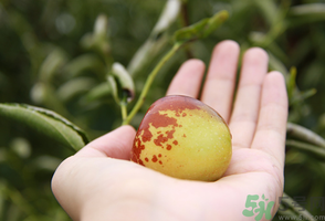 坐月子可以吃鮮棗嗎？產(chǎn)婦可以吃鮮棗嗎？