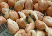 新鮮花生發(fā)芽能吃嗎？發(fā)芽的花生能吃嗎？