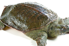 喝甲魚(yú)血能治陽(yáng)痿嗎？甲魚(yú)血能喝嗎？