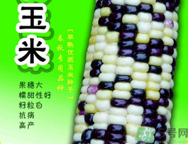 彩色玉米是轉(zhuǎn)基因嗎？彩色玉米能吃嗎？