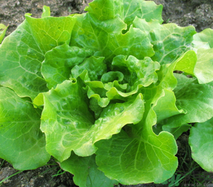 十月份種什么蔬菜？十月份適合種什么蔬菜？